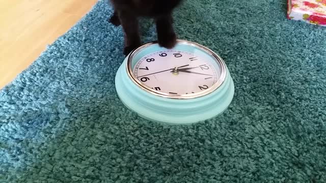 Cat demonstrates literal translation of "chasing time"