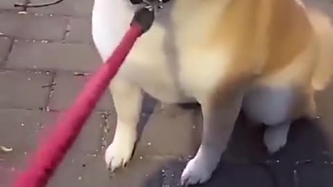 A dog who doesn't want to go shopping with a woman