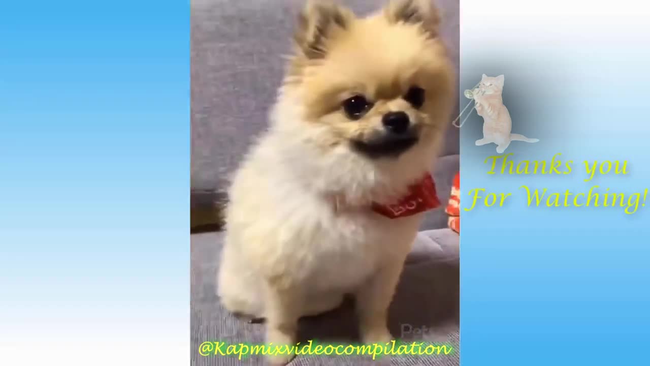 Funny and Cute Cat's/Dog Life Compilation