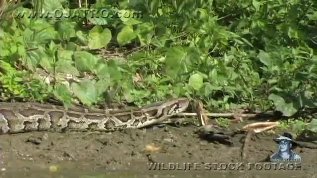 Dangerous animals. Python and Alligator in the pond