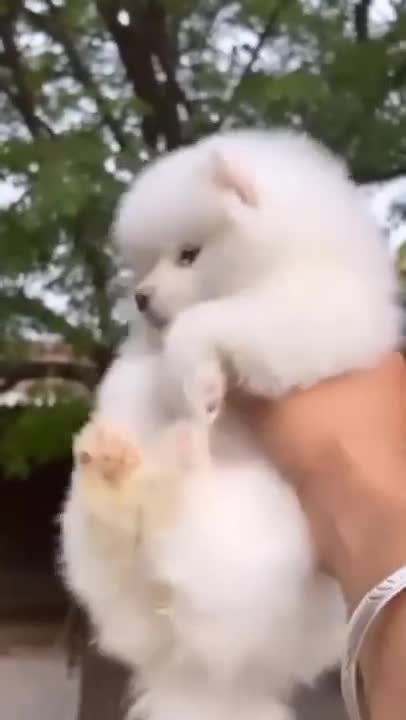 Puppy Digs Hole In Sand, Gets Angry When The Ocean Fills It Up Again