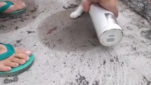 Toad Chasing Kitty Gets Caught in Thermos