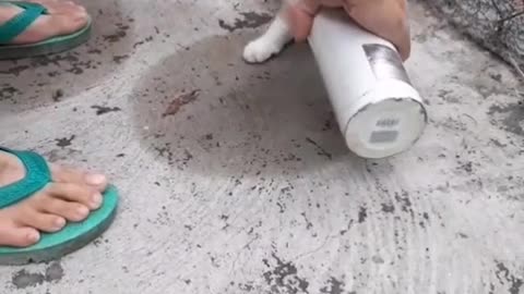 Toad Chasing Kitty Gets Caught in Thermos