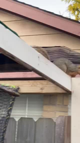 My friend the squirrel.