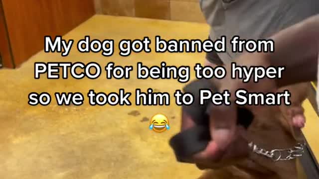 todauMy dog got banned fromPETCO for being too hyper
