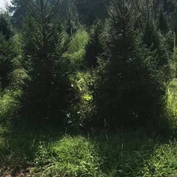 Pices abies trees at Highland Hill Farm near Philadelphia