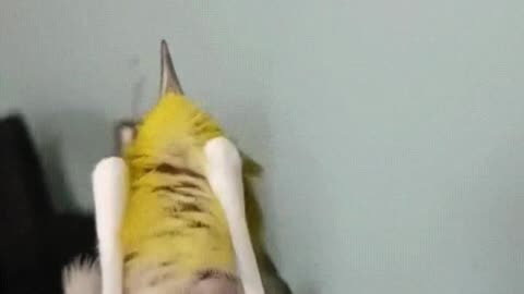 Spa Day for Tweety: Earbud Massage! 🐦😂🧼🎧🛁💆‍♂️