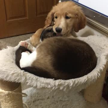 Golden Retriever puppy harasses Snowshoe cat