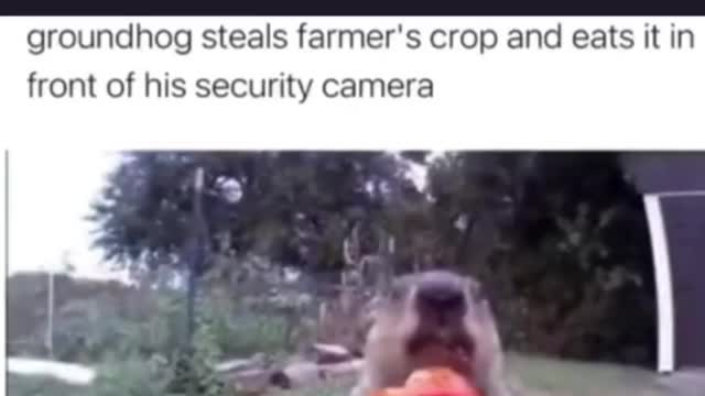 Groundhog steal farmer crop and eat it in front of security camera