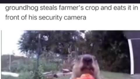 Groundhog steal farmer crop and eat it in front of security camera