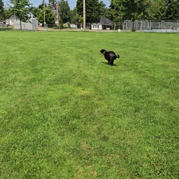 Fetch on a hot summer day