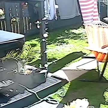 Frenchies not happy sharing hammock so shoves sister off