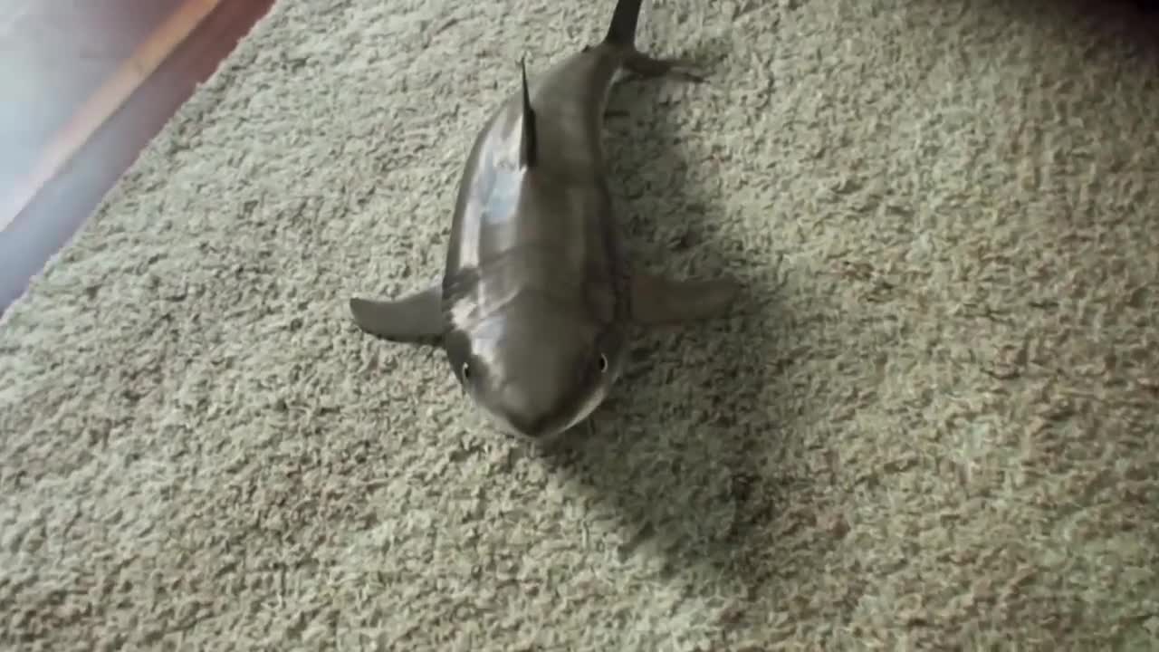 How to train your SHARK!!