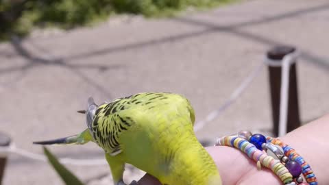 Parrot eating seeds