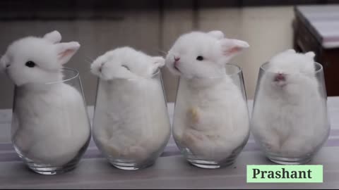 Beautiful Rabbit Video by Prashant