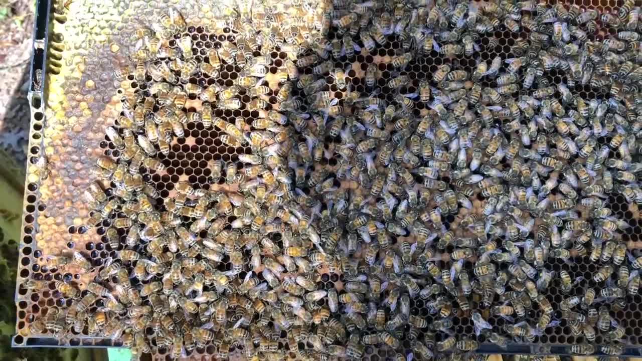 Spot the queen 2