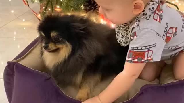 Cute baby play with soo cute dog