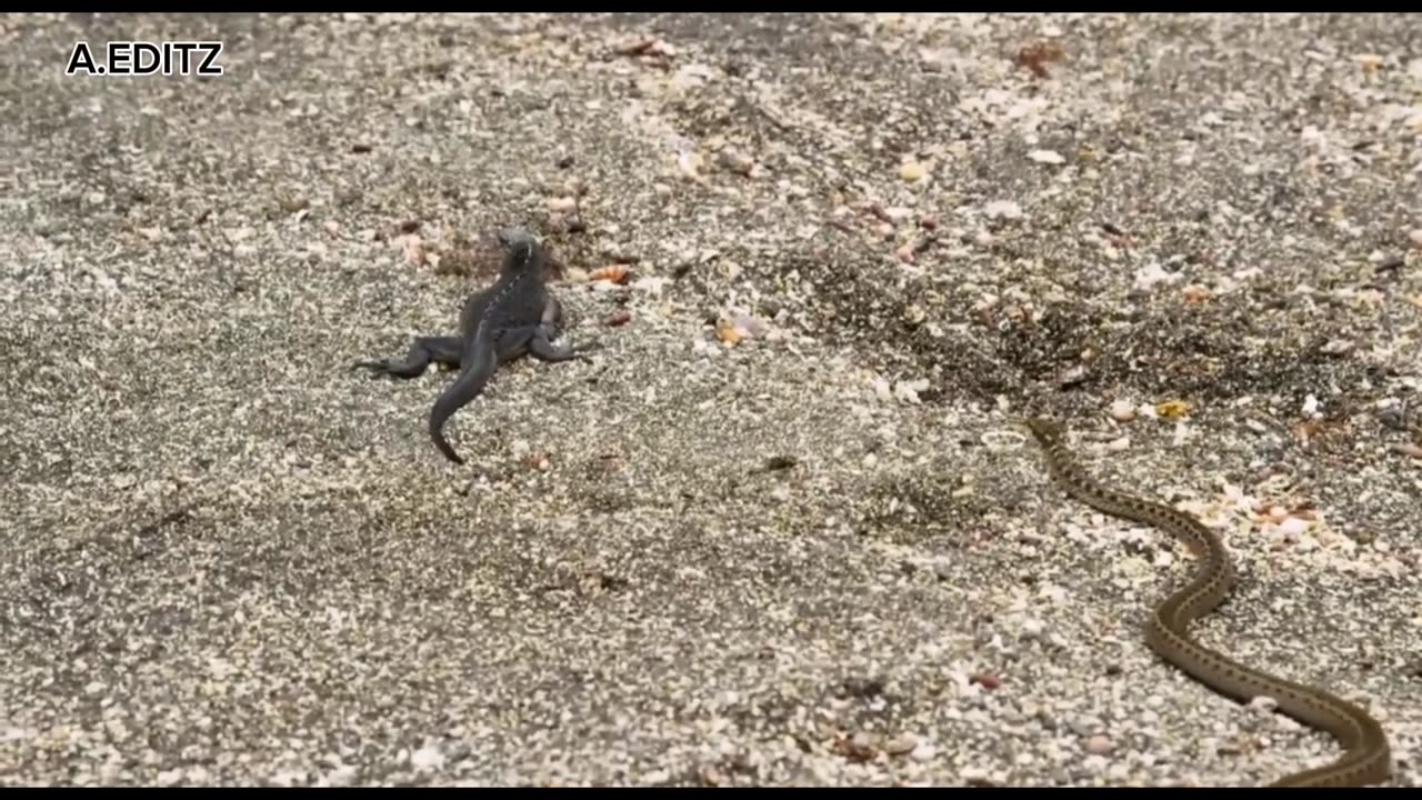 Snake vs iguana 🦎 fight for survival planet earth