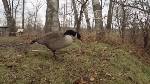 LYNDE SHORES CONSERVATION AREA