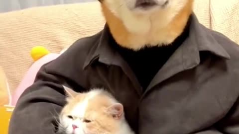 Handsome dog sitting on sofa holding its cat girlfriend.