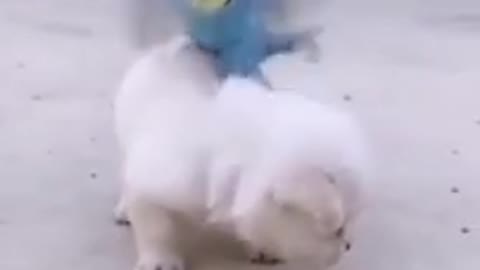 So cute puppies fanny beautiful video on road shorts.