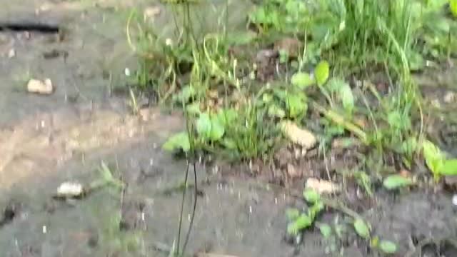 Squirrel is a small cute animal that everyone like.