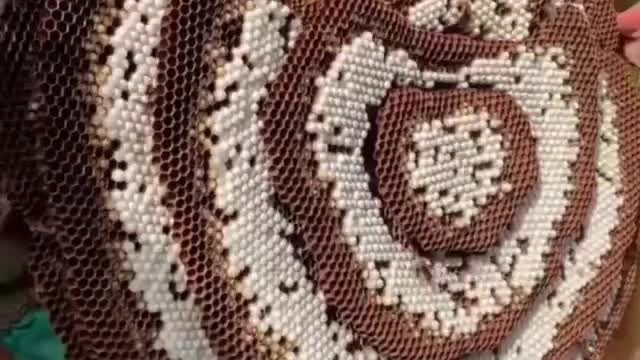 Beautiful Natural bee underground comb Art