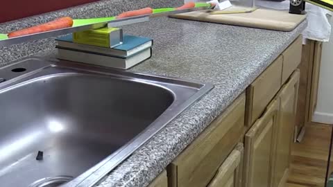Funny dog working