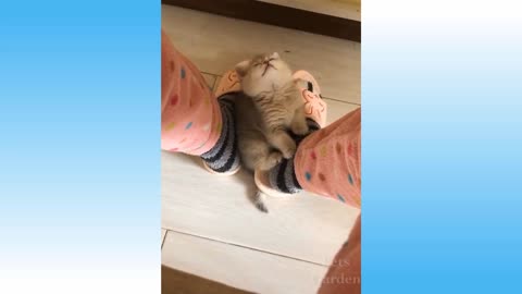 This cat likes a song to sleep.