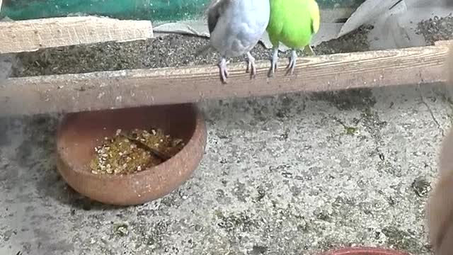 Cute Australian Parrots playing together