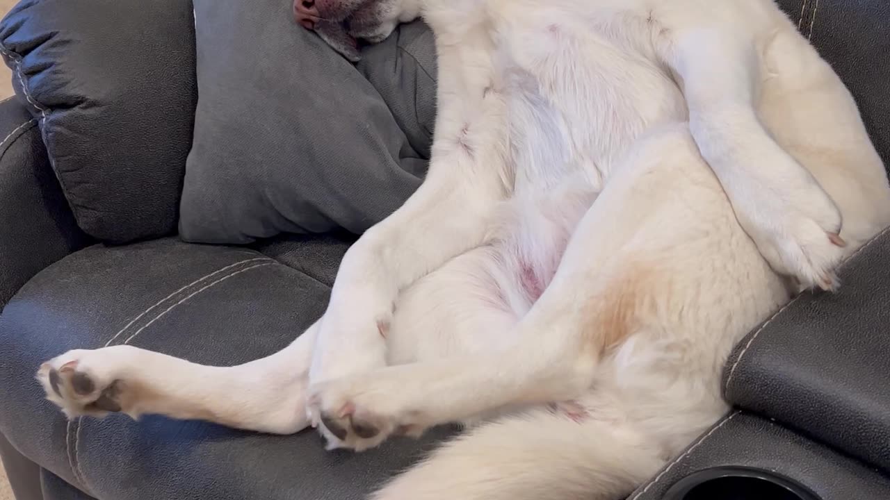 Lounging Labrador Twitches In Her Sleep