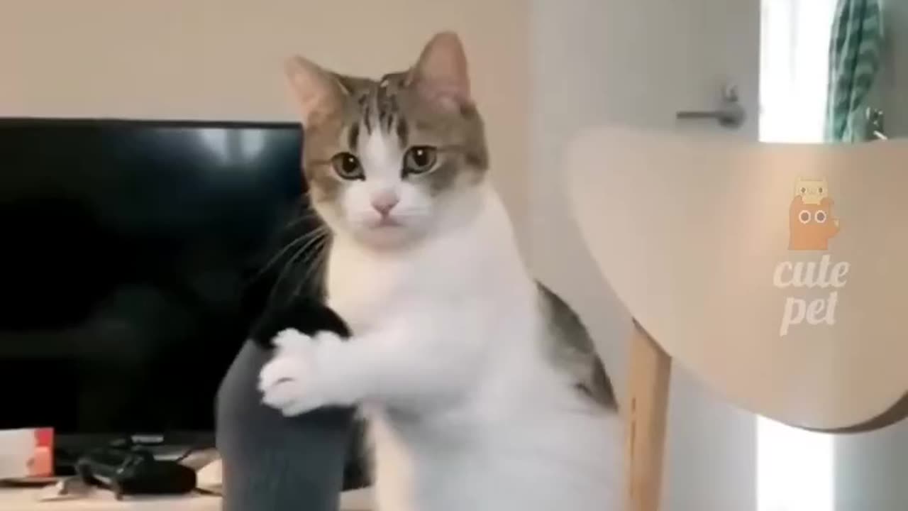 Best Funny👍 Video Of Cats Ever Seen Must Watch