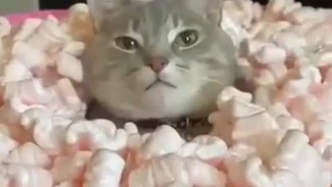 Cat video funy