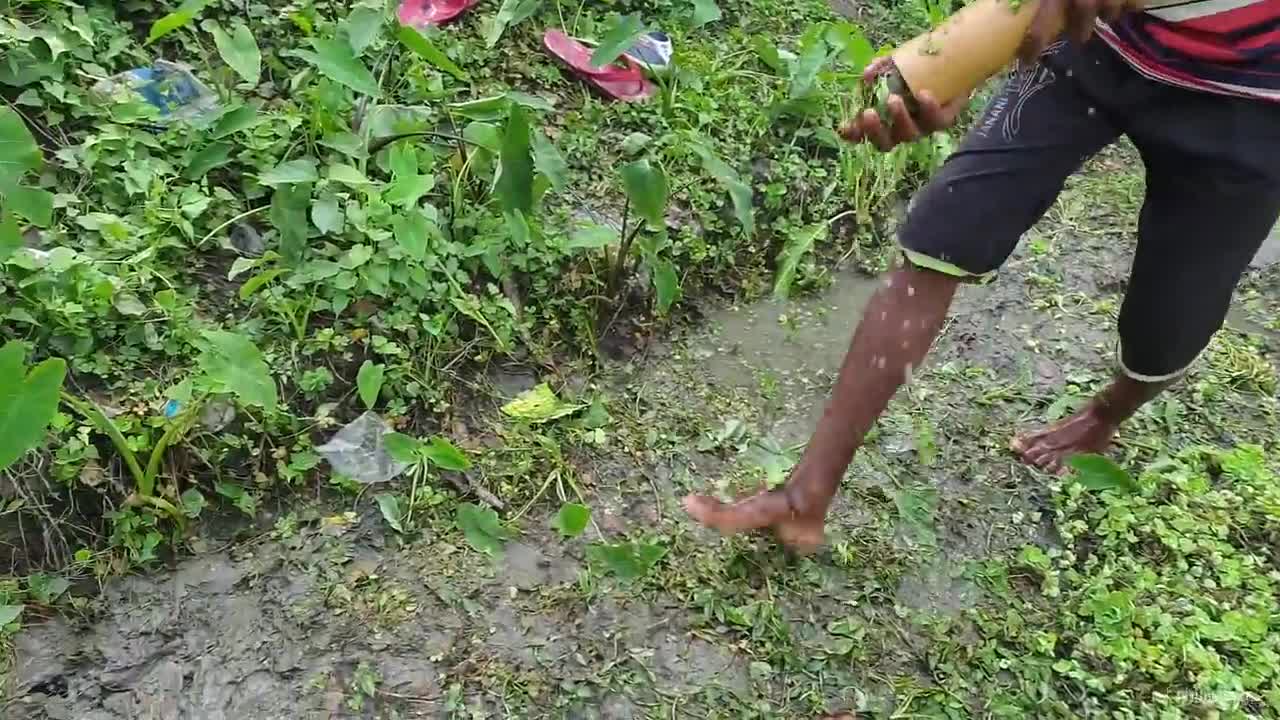 Fish Trap Boy Catching Eel Fish Using Bamboo