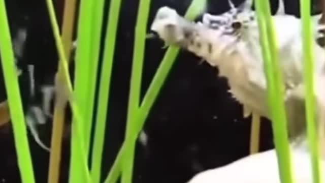This is a seahorse giving birth, and what you see coming out of a seahorse is its baby