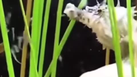 This is a seahorse giving birth, and what you see coming out of a seahorse is its baby