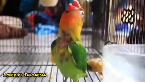 LoveBird Hijau Ngekek