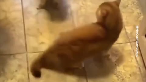 Mike Tyson Cat