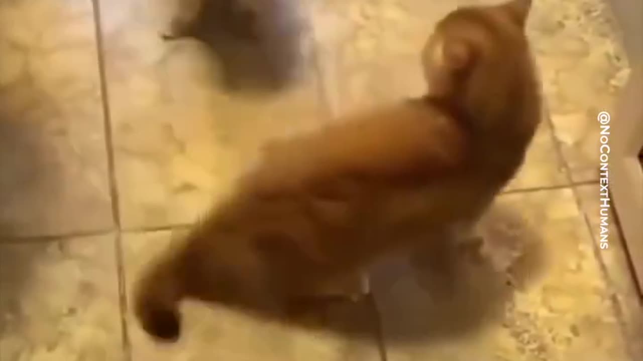 Mike Tyson Cat