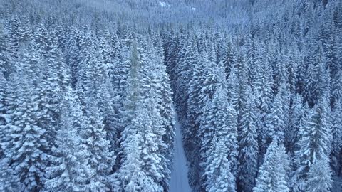 The forest in the winter