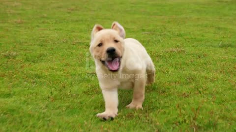 One lovely puppy dog Labrador running to the camera outdoor on the grassland
