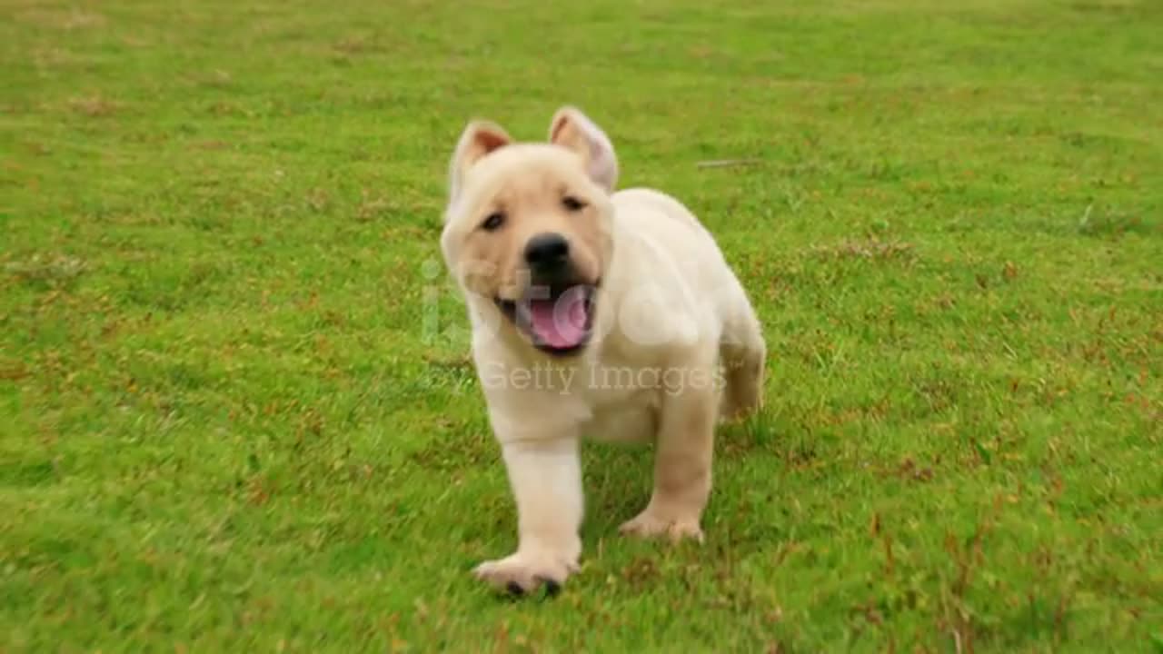 One lovely puppy dog Labrador running to the camera outdoor on the grassland