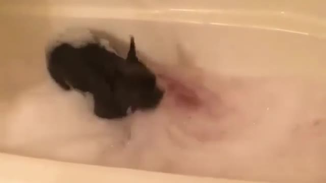 Puppy gets excited about taking a bubble bath