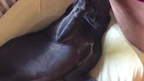 Black dog lying down when owner gets close to it