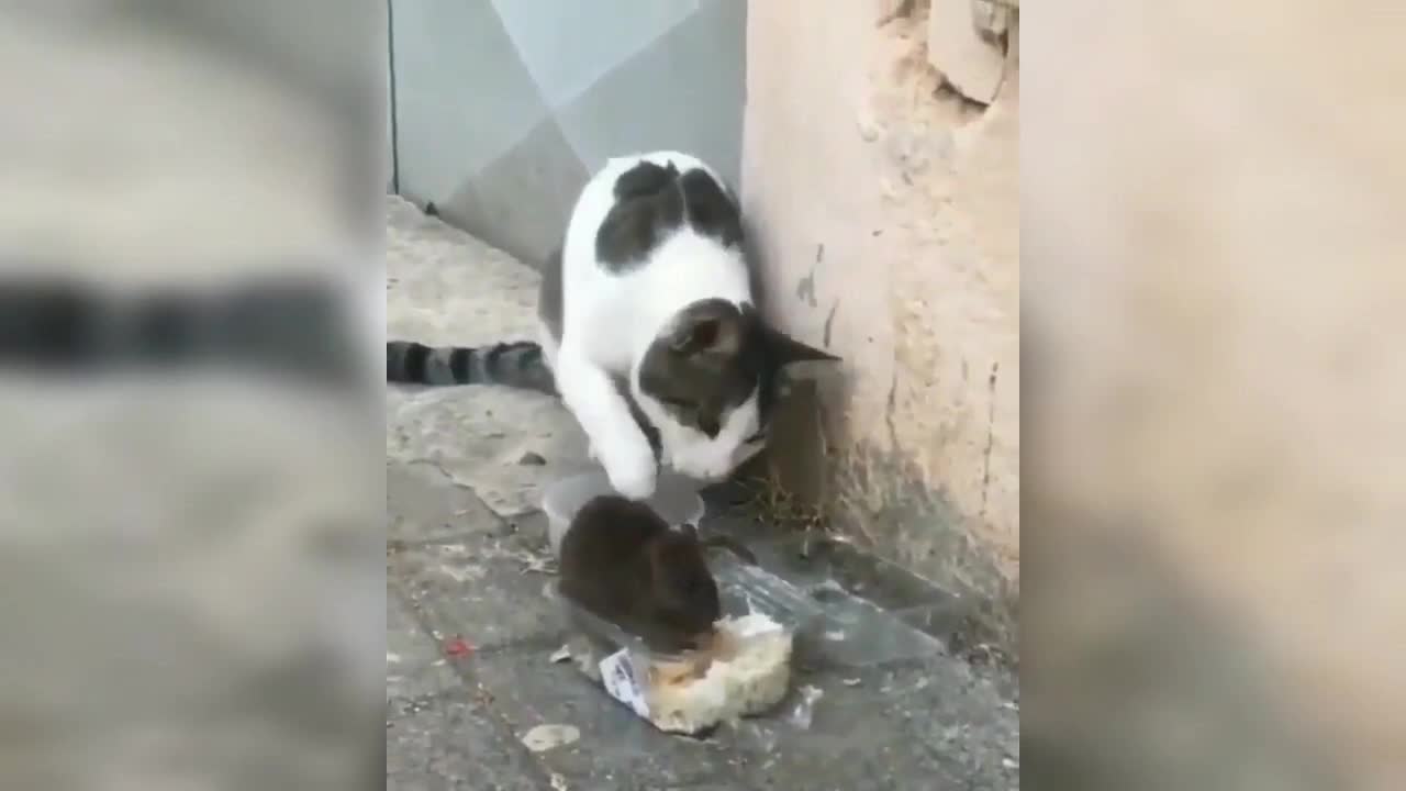 Cat 🐈😺 & Mouse Funny video.