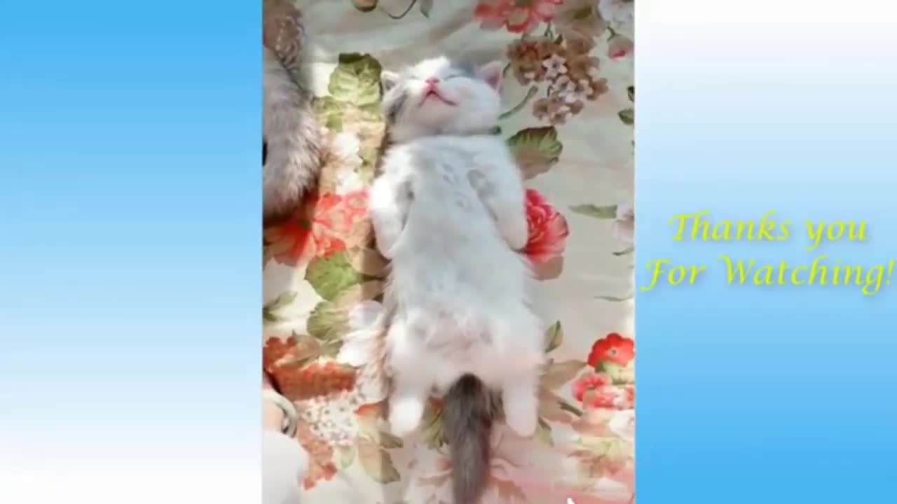 😂Funniest 🐶 Dogs and 😻 Cats - Funny Animal Videos - Comedy Video Funny Dog Videos- Funny Video 😇 - 4