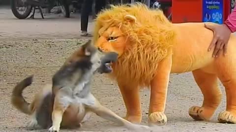 Troll,Fake Lion And Fake Tiger Prank Played On A Dog.