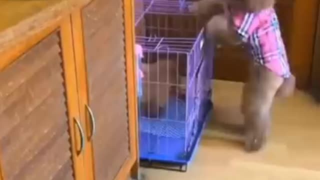Os pets mais maravilhosos de todo mundo
