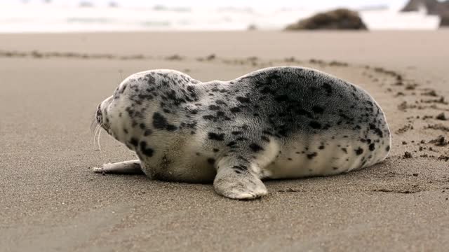 Beautiful sea dog in winter