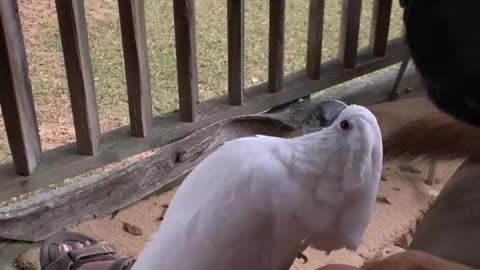 Cockatoo loves her dog friend